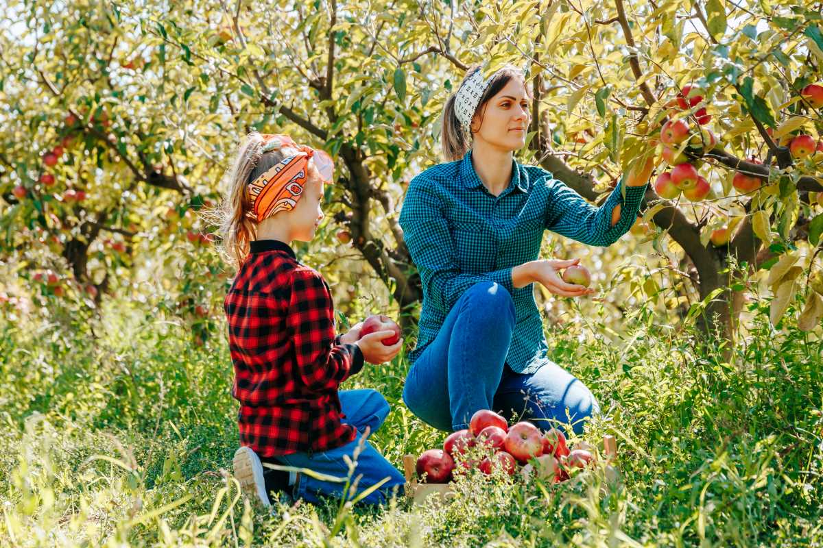 Apfel pflücken in Esslingen — Was ist legal, was nicht?