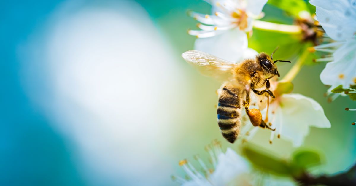 Bienen schützen im Garten Esslingen – So geht's