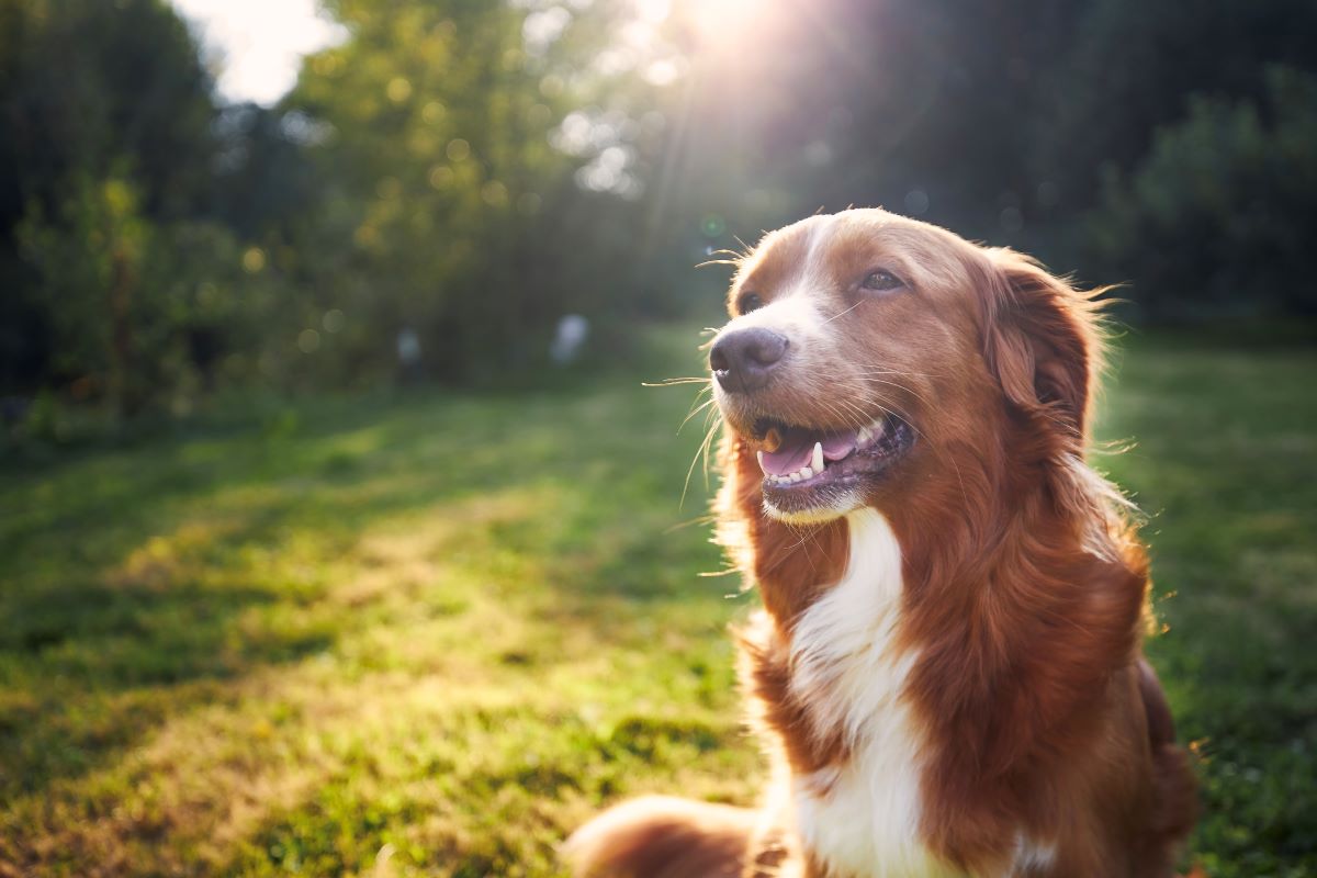 Hund vermisst Esslingen — erste Schritte & Tipps
