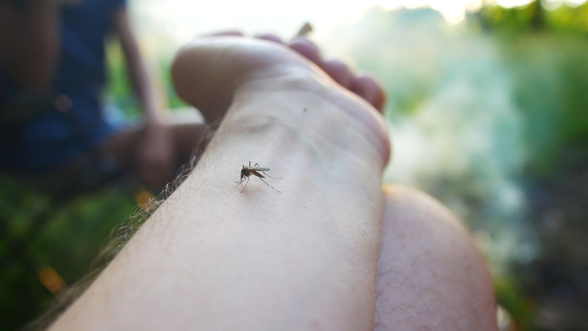 Insektenstiche in Esslingen: Erste Hilfe, Prävention und wan