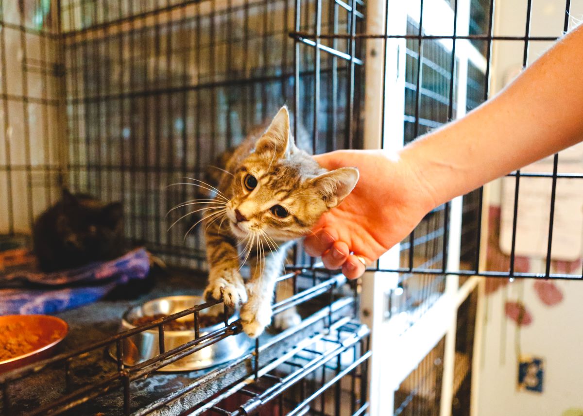 Katze mikrochippen Esslingen – Warum es wichtig ist