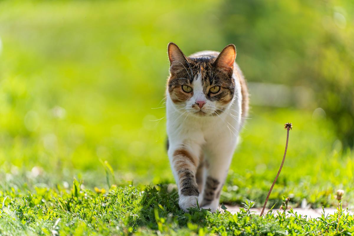 Katze freilaufend in Esslingen — Rechte und Pflichten für Ha