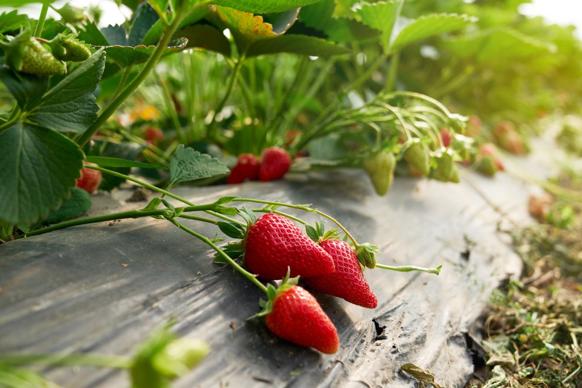 Selbsterntefelder in Esslingen — Frisches Obst und Gemüse se