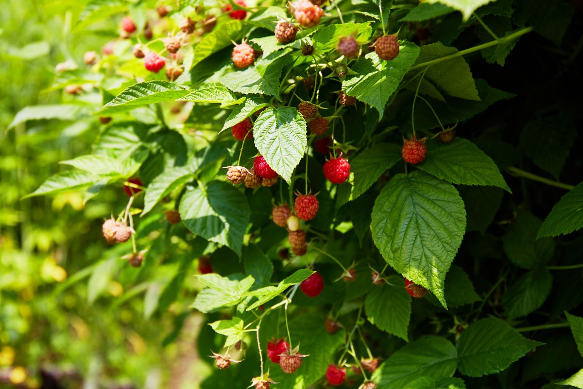 Streuobstwiese mit Hecke einfrieden in Esslingen — Was ist e
