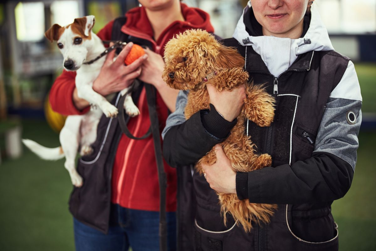 Tier adoptieren in Esslingen | Tierheim statt Züchter